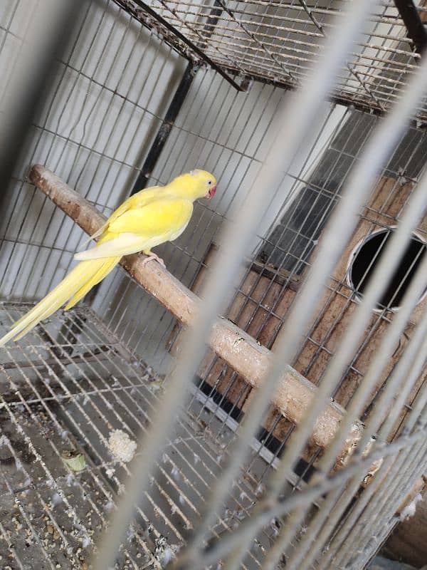 Yellow ringneck breeder female 8