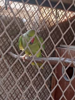 Ringneck Females breeders