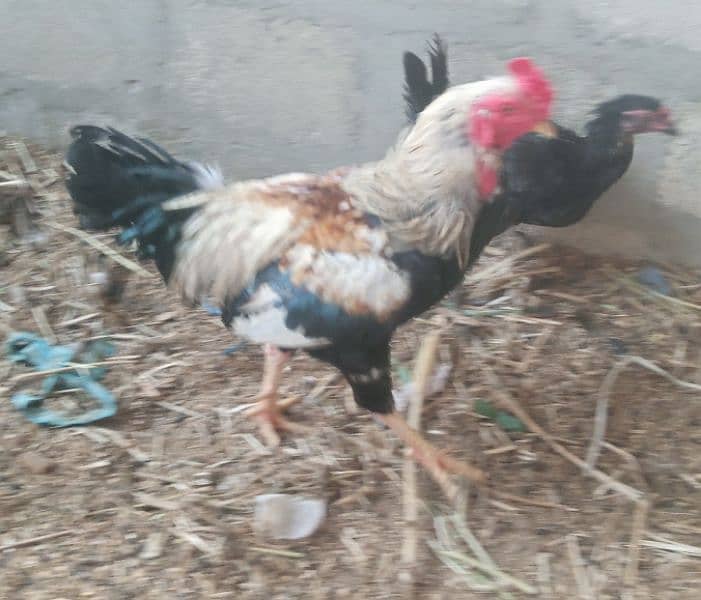 parrots for sale one pair murghi murgha 10