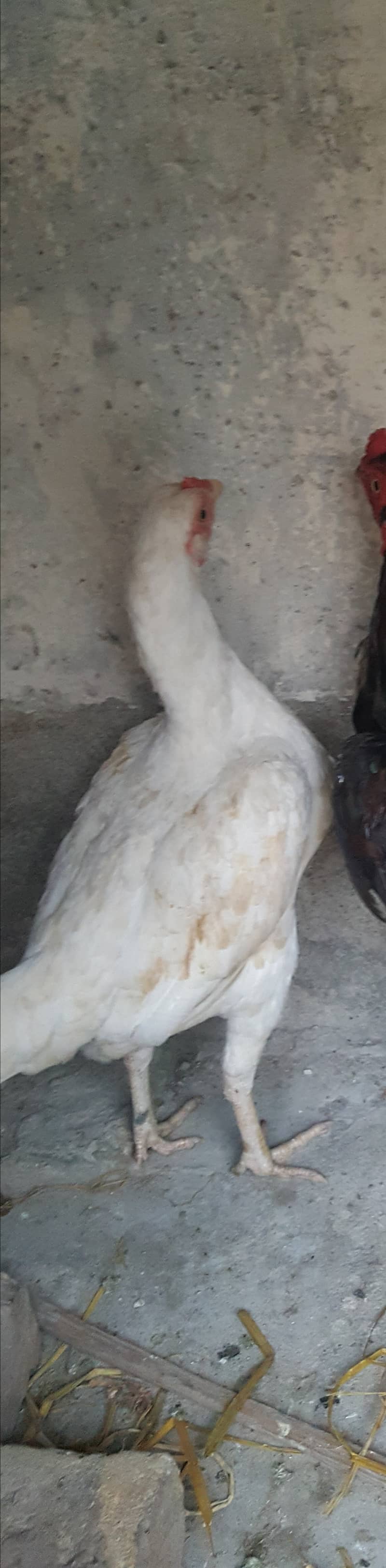 aseel breeder male white madi looking new shltr 13