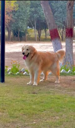 golden retriever male for sale