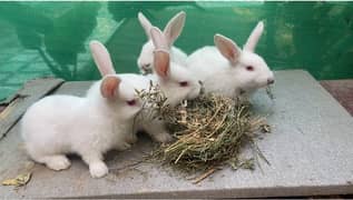 NEWZEALAND WHITE BUNNIES FOR SALE