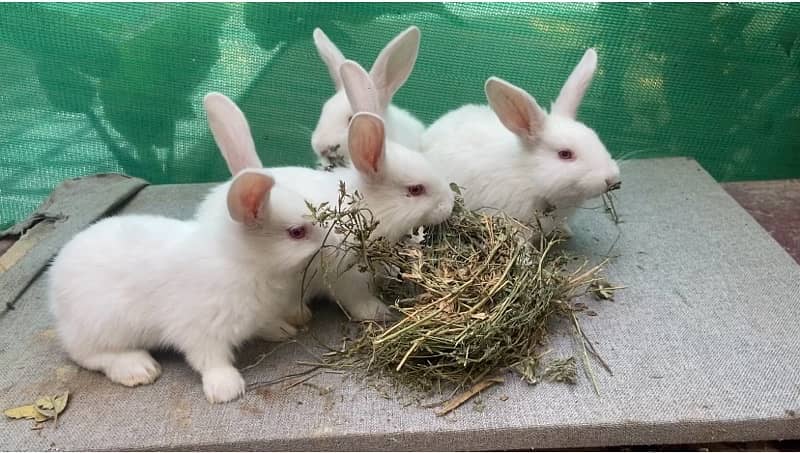 NEWZEALAND WHITE BUNNIES FOR SALE 0