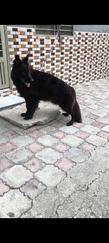 pedigree black German shepherd male 0