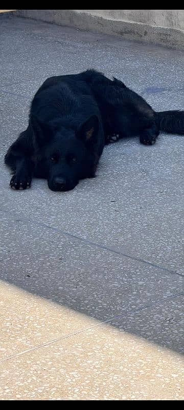 pedigree black German shepherd male 3