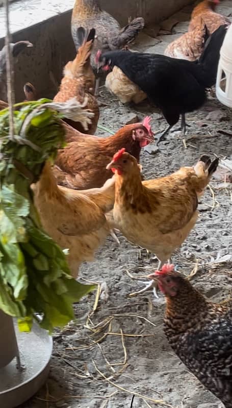 Golden misri egg laying hen for sale 0