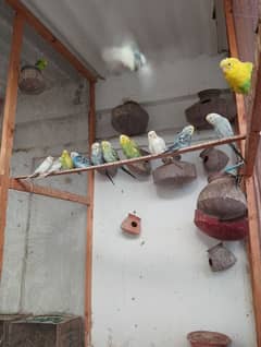 Budgies