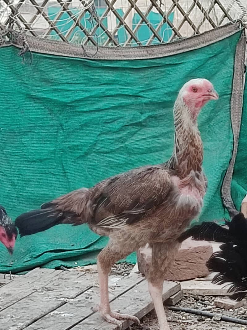 Indian perrot beak aseel Pathi long height 0