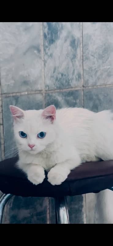 persian female cat for Sale 15k 0