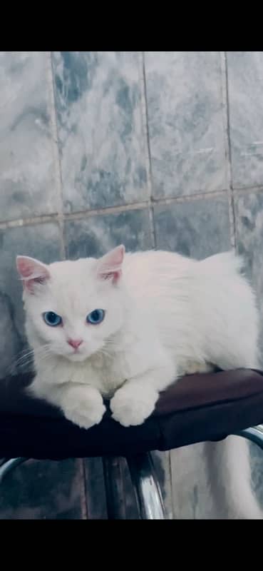 persian female cat for Sale 15k 2