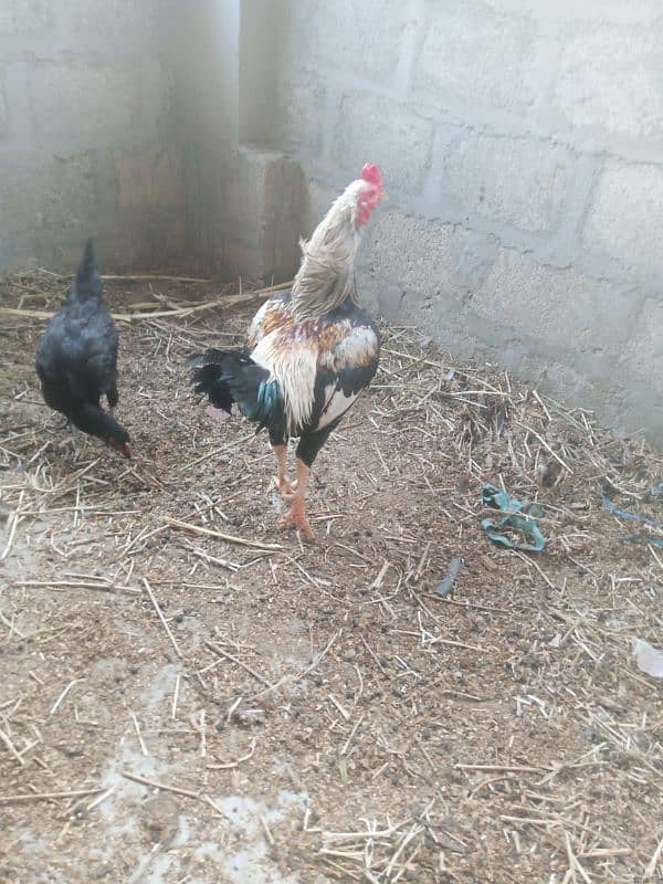 parrots for sale one pair murghi murgha 13