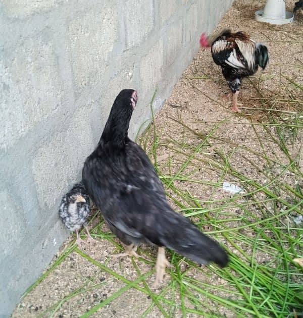 parrots for sale one pair murghi murgha 16