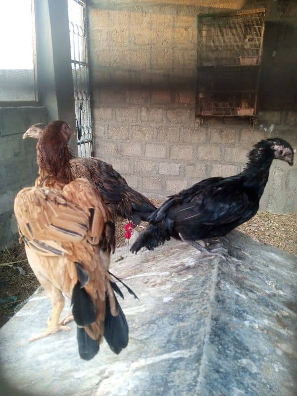 parrots for sale one pair murghi murgha 17