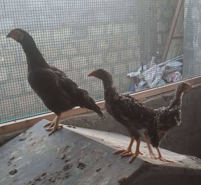 parrots for sale one pair murghi murgha 19