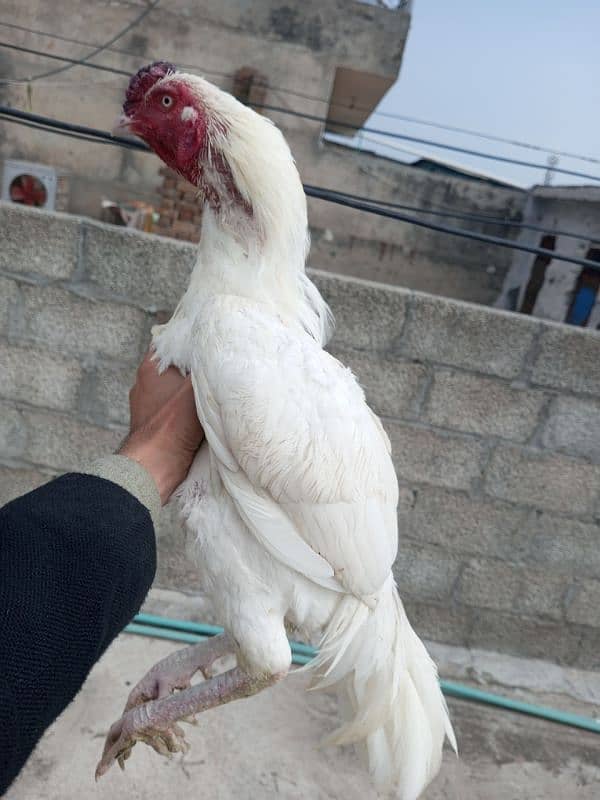 white hreea aseel male white noke nali 03175644153 2