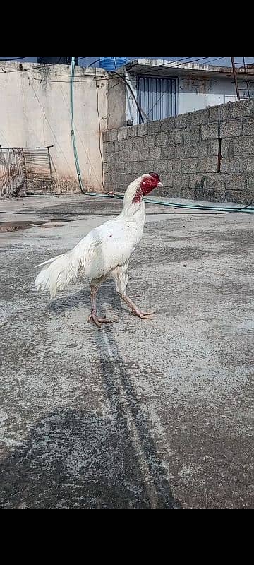 white hreea aseel male white noke nali 03175644153 4