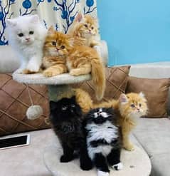 Pure Persian or Hamalayan Triple coated kittens for sale