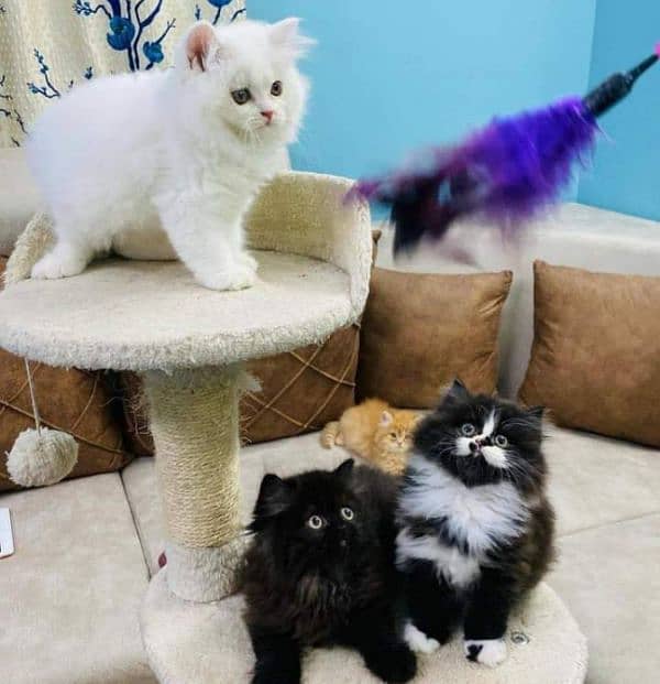 Pure Persian or Hamalayan Triple coated kittens for sale 1