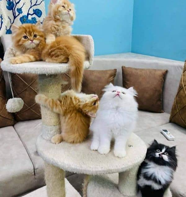 Pure Persian or Hamalayan Triple coated kittens for sale 2