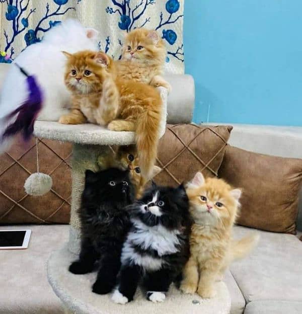 Pure Persian or Hamalayan Triple coated kittens for sale 3