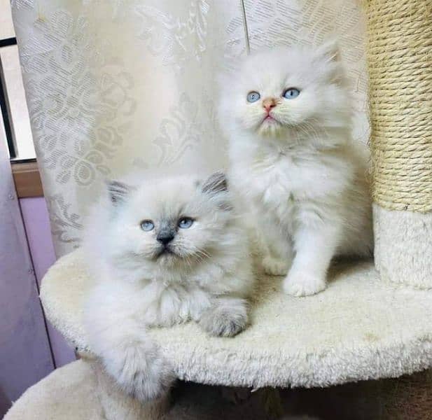 Pure Persian or Hamalayan Triple coated kittens for sale 4