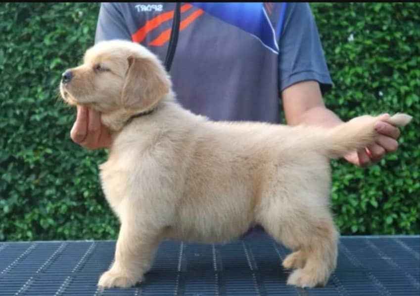 Golden Retriever Puppy | Gog For Sale | 0313 6357264 0