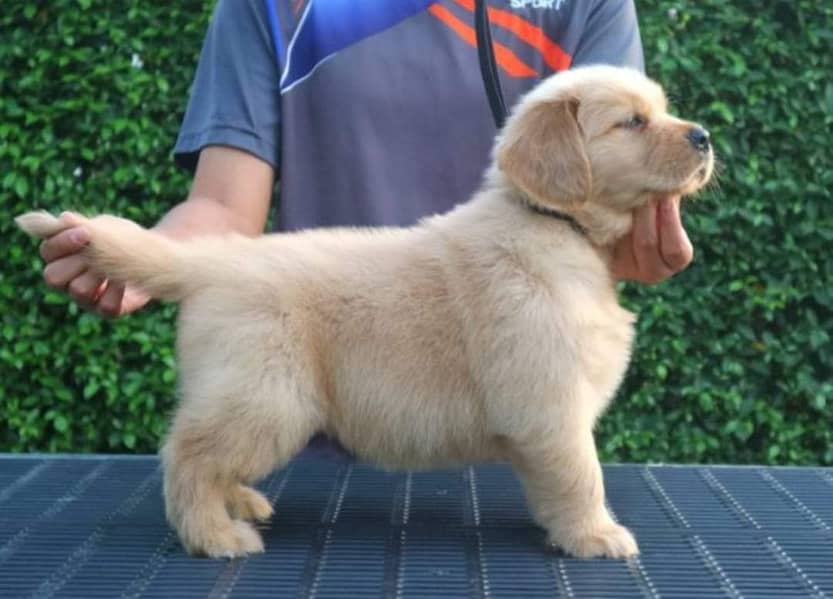 Golden Retriever Puppy | Gog For Sale | 0313 6357264 2