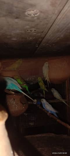 bajri parrots