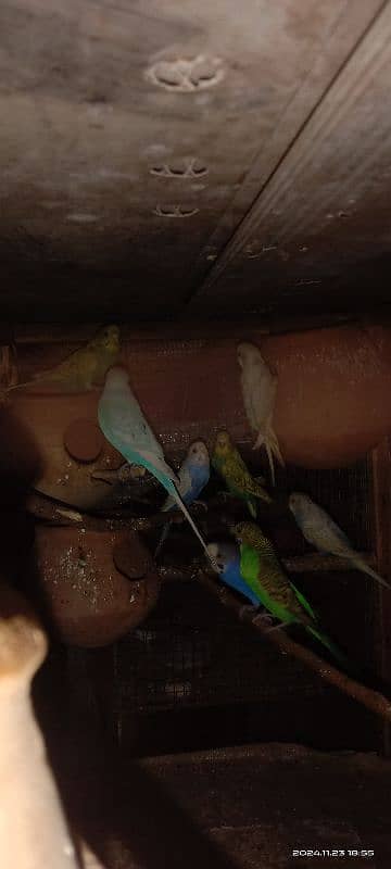 bajri parrots 1