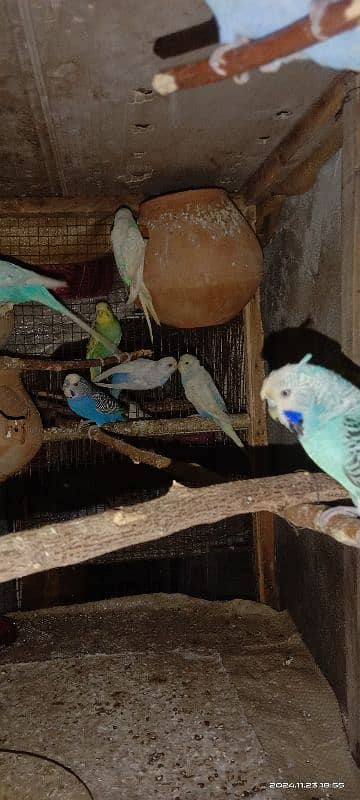 bajri parrots 2