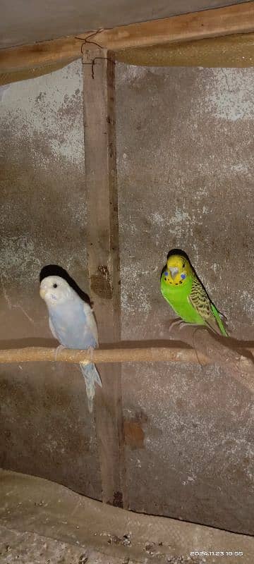 bajri parrots 3