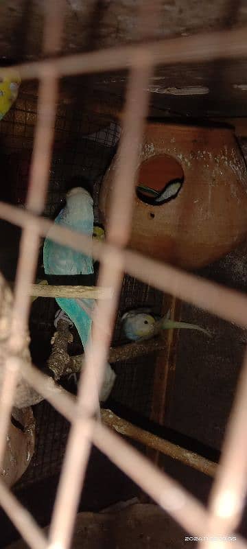 bajri parrots 4