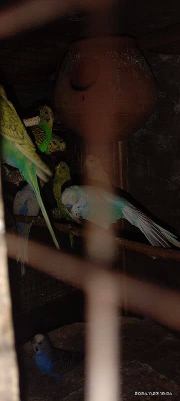 bajri parrots 6