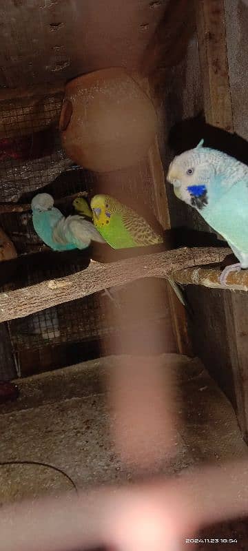 bajri parrots 8