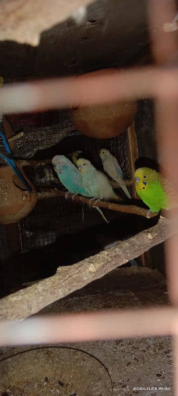 bajri parrots 9