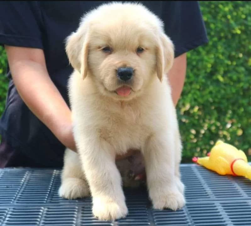 Golden Retriever Puppy | Gog For Sale | 0313 6357264 3