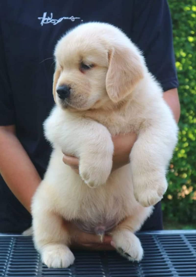 Golden Retriever Puppy | Gog For Sale | 0313 6357264 4