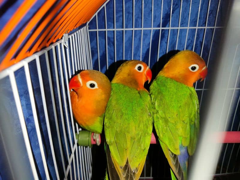 Fisher Lovebirds patthy 0