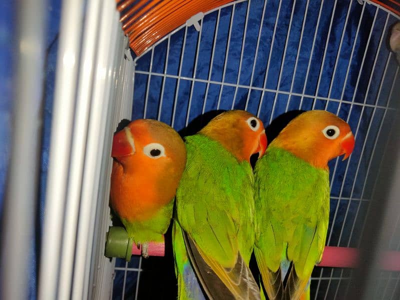 Fisher Lovebirds patthy 2