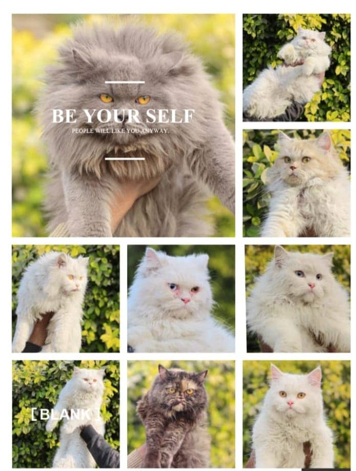 Persian | Fluffy | Tripple Coat | Beautiful Cat | Kitty | White Cat 4