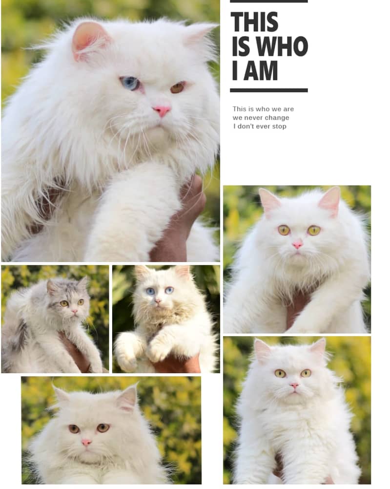 Persian | Fluffy | Tripple Coat | Beautiful Cat | Kitty | White Cat 5