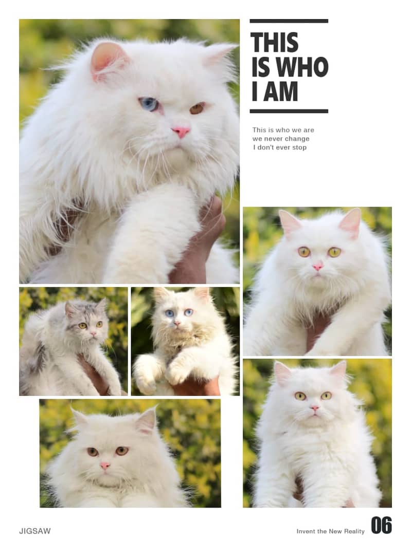 Persian | Fluffy | Tripple Coat | Beautiful Cat | Kitty | White Cat 13