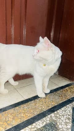 persian cat