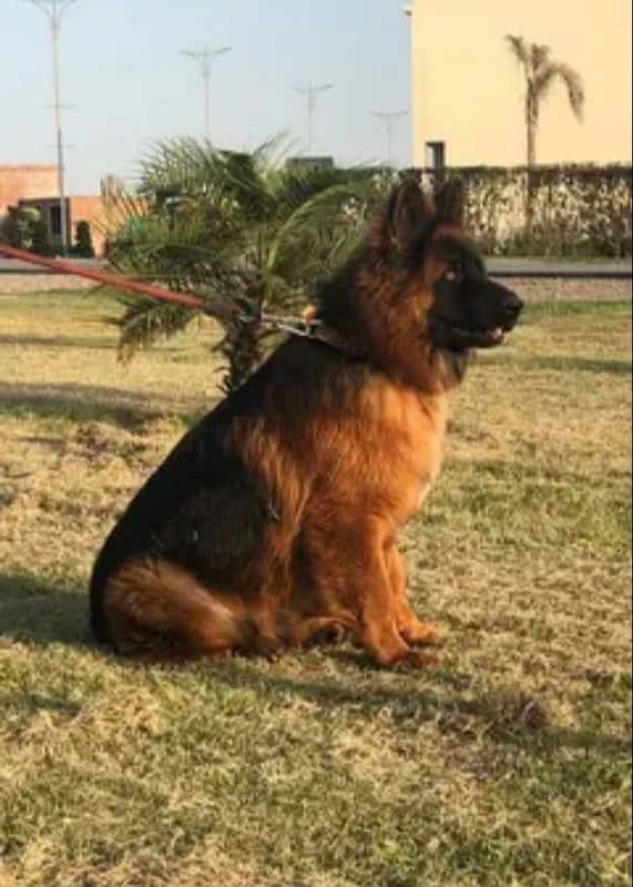 german shepherd long coat 0