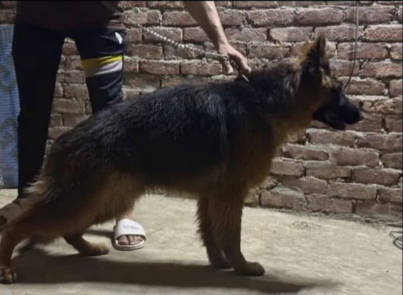 german shepherd long coat 2