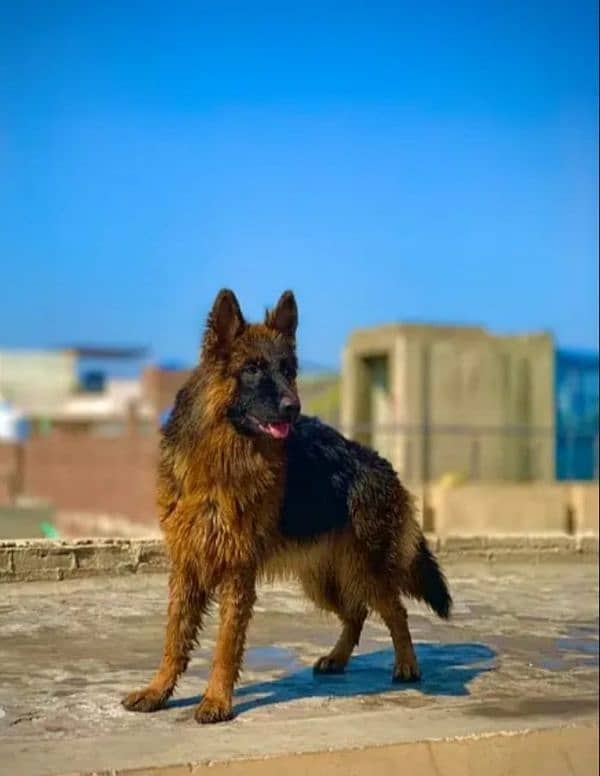 german shepherd long coat 3