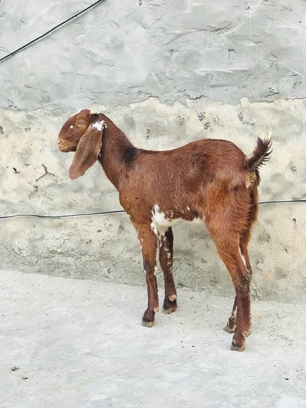 Goat for sale 1