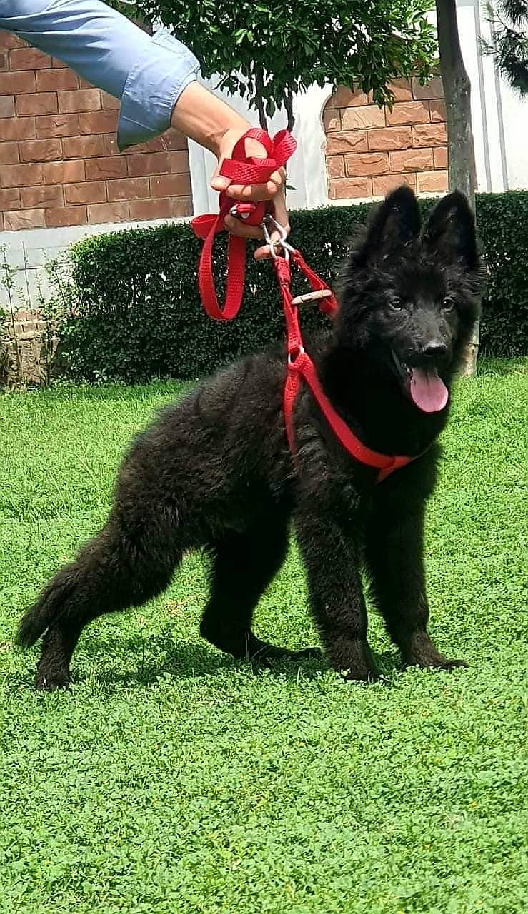 Black shepherd Puppy | GSD | Dog for sale 03136357264 0