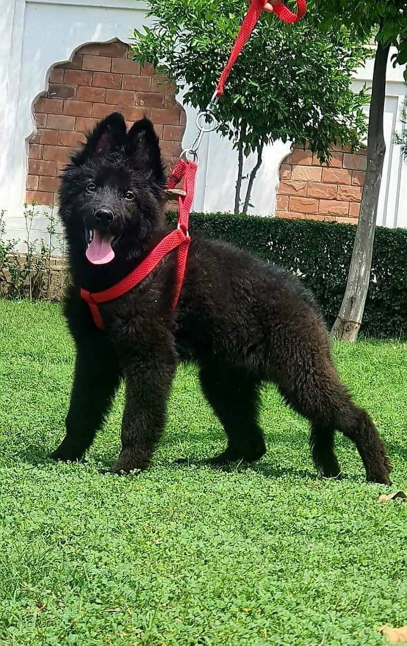 Black shepherd Puppy | GSD | Dog for sale 03136357264 1