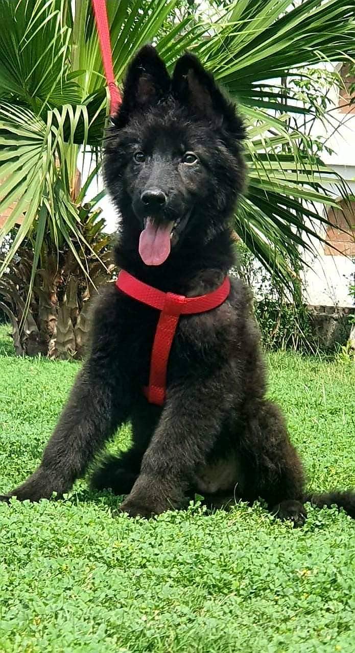 Black shepherd Puppy | GSD | Dog for sale 03136357264 4